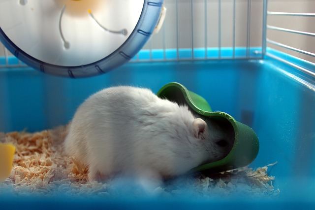 bílý křeček